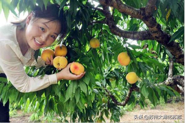 鲜嫩多汁的奉贤黄桃,苏州黄桃现在熟了吗