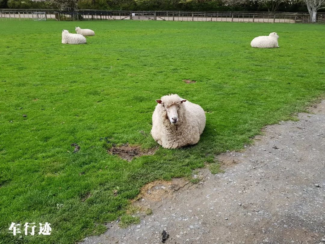 穿越新西兰北岛,新西兰北岛的真实生活最新
