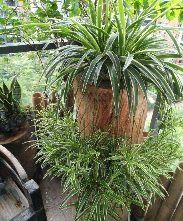 吊兰盆里放香蕉皮好吗,吊兰盆里栽多了