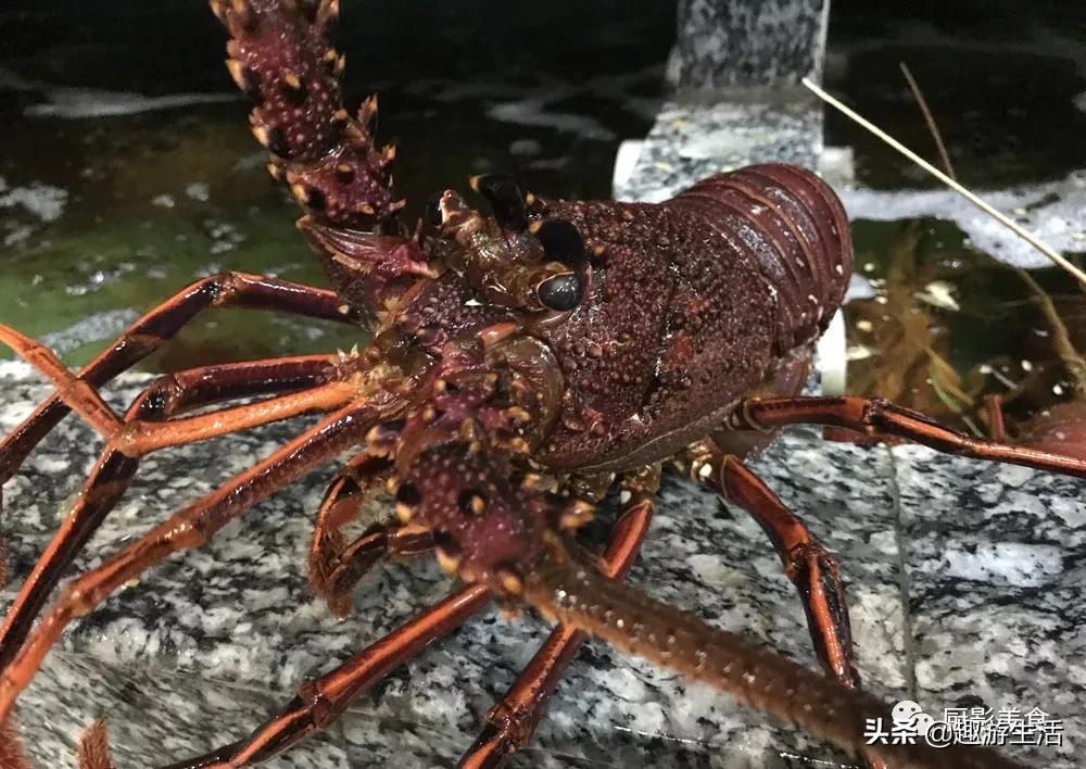 世界上的各种龙虾,世界上最大龙虾
