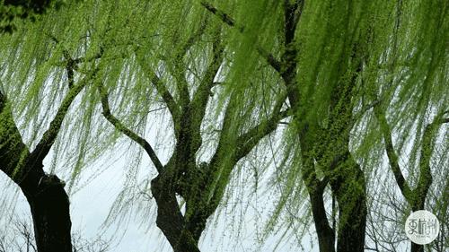 童声合诵｜安修原创《初春的沂河》诵：佟航宇妍淇儿