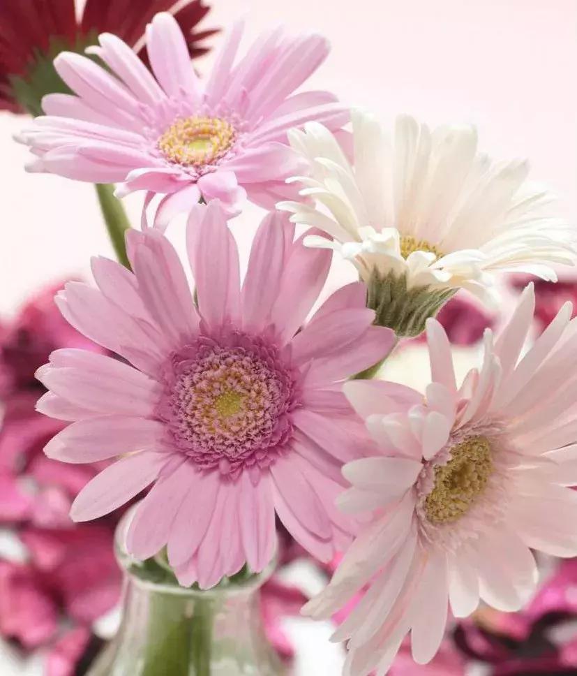 「倒叙·分享」婚庆小百科，婚礼捧花大学问你知道吗？