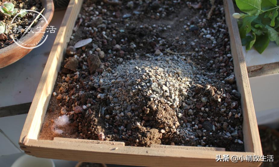 多肉上盆1个多月为什么还没服盆,多肉白牡丹休眠不