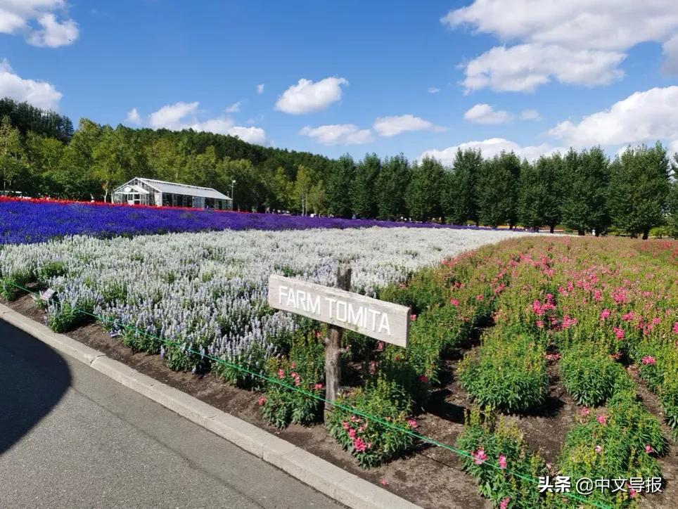 叶晓光：雪之花水木——旭川、美瑛、富良野纪行