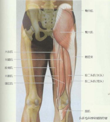 哪个瑜伽收紧臀部效果好,瑜伽练臀部最有效的动作