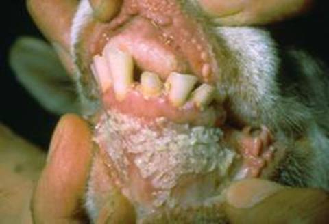 养羊怎么避免羊病,养羊养牛容易得什么传染病