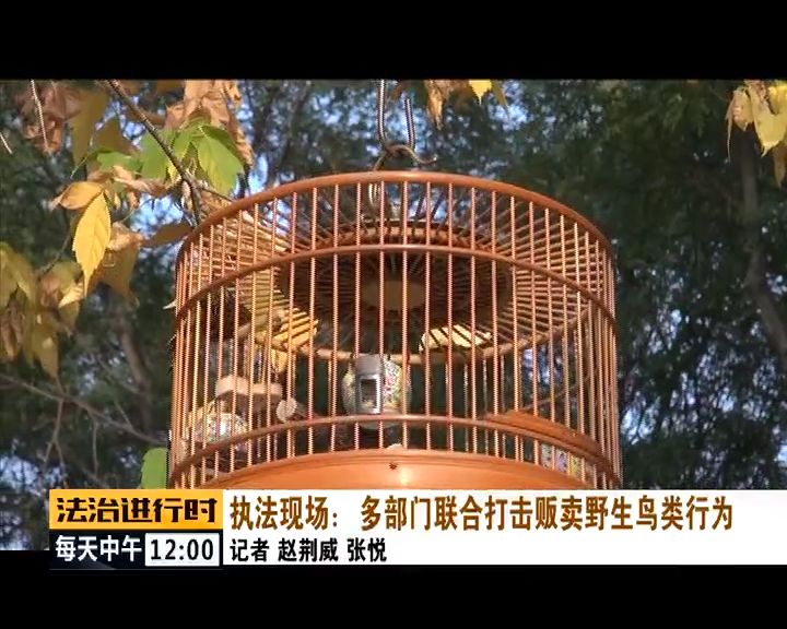 严厉打击非法捕猎候鸟,内蒙大兴安岭非法捕猎候鸟