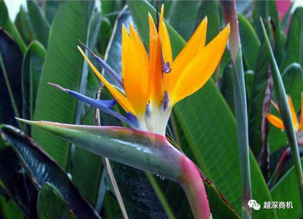 中国各大城市市花介绍,全国56市市花太美了的视频