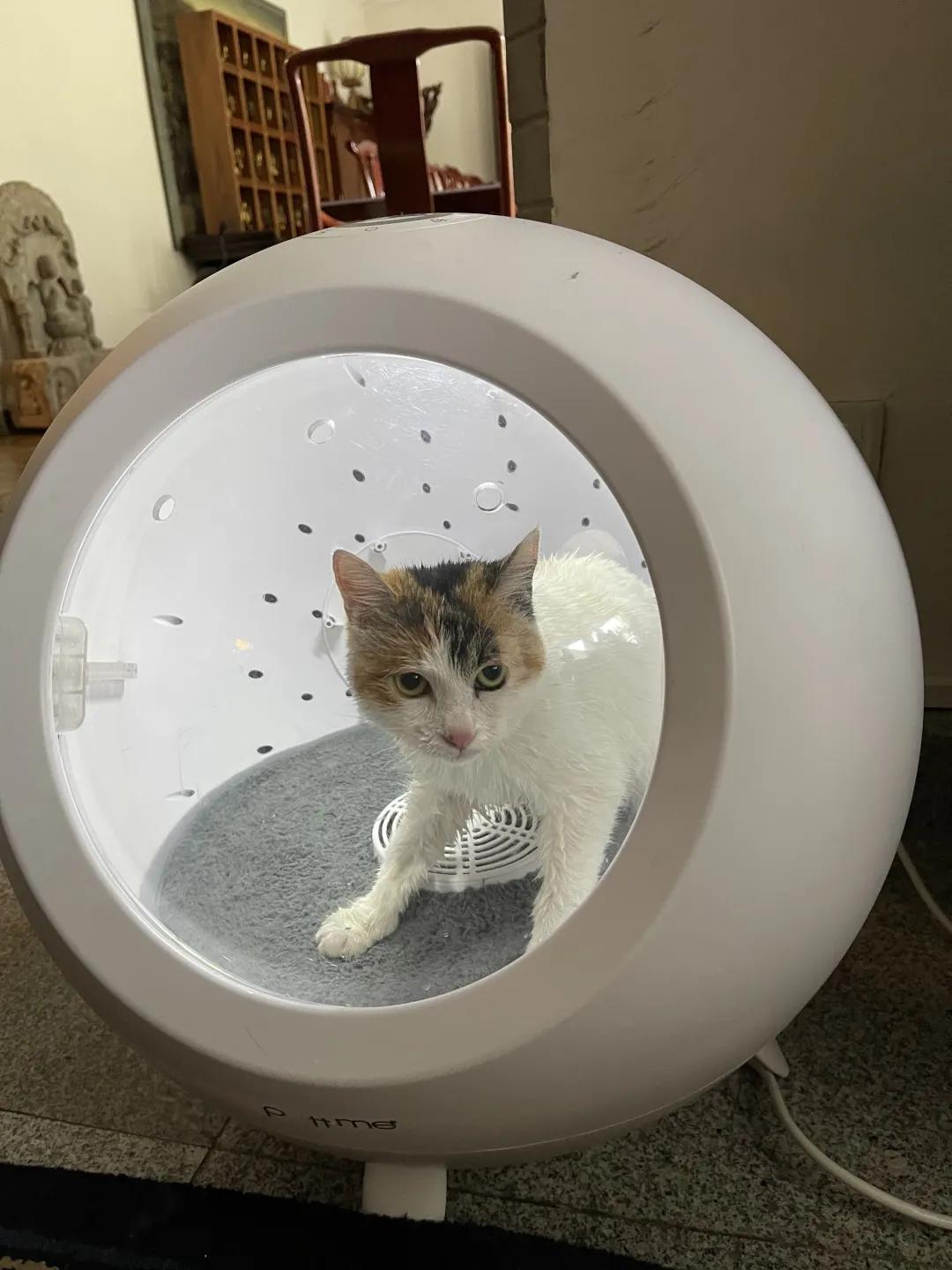 米麒麟：我掉缸怎么了？