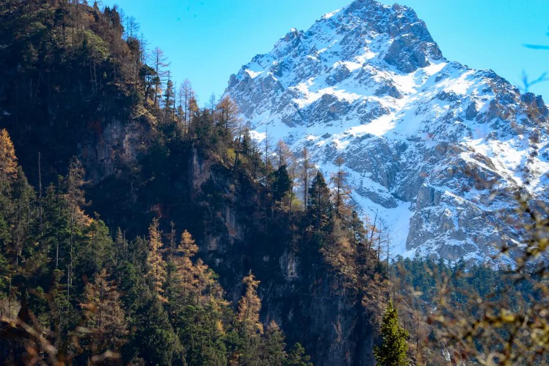 李子柒家乡成旅游景点,李子柒乡愁