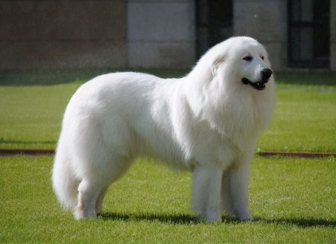 世界上十大最美丽的狗品种,世界上最好看的10种狗动物