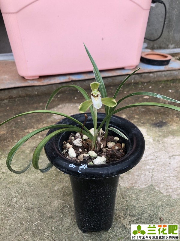 兰花上盆注意事项有哪些,兰花护盆草选择