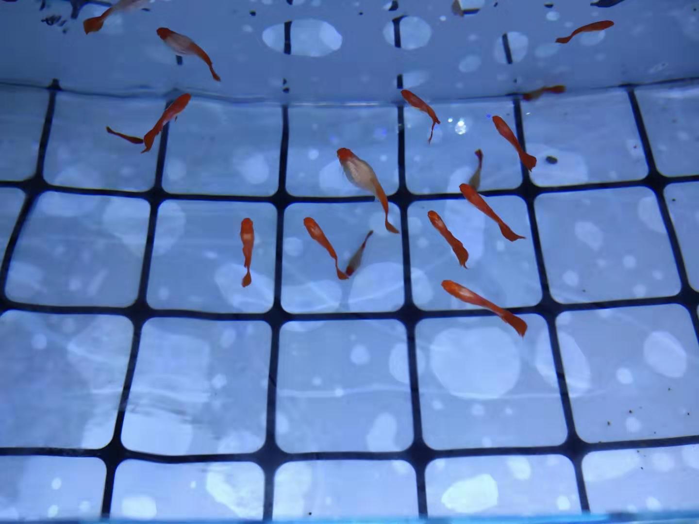 买孔雀鱼如何选鱼苗呢视频,买孔雀鱼回家到底怎么定水