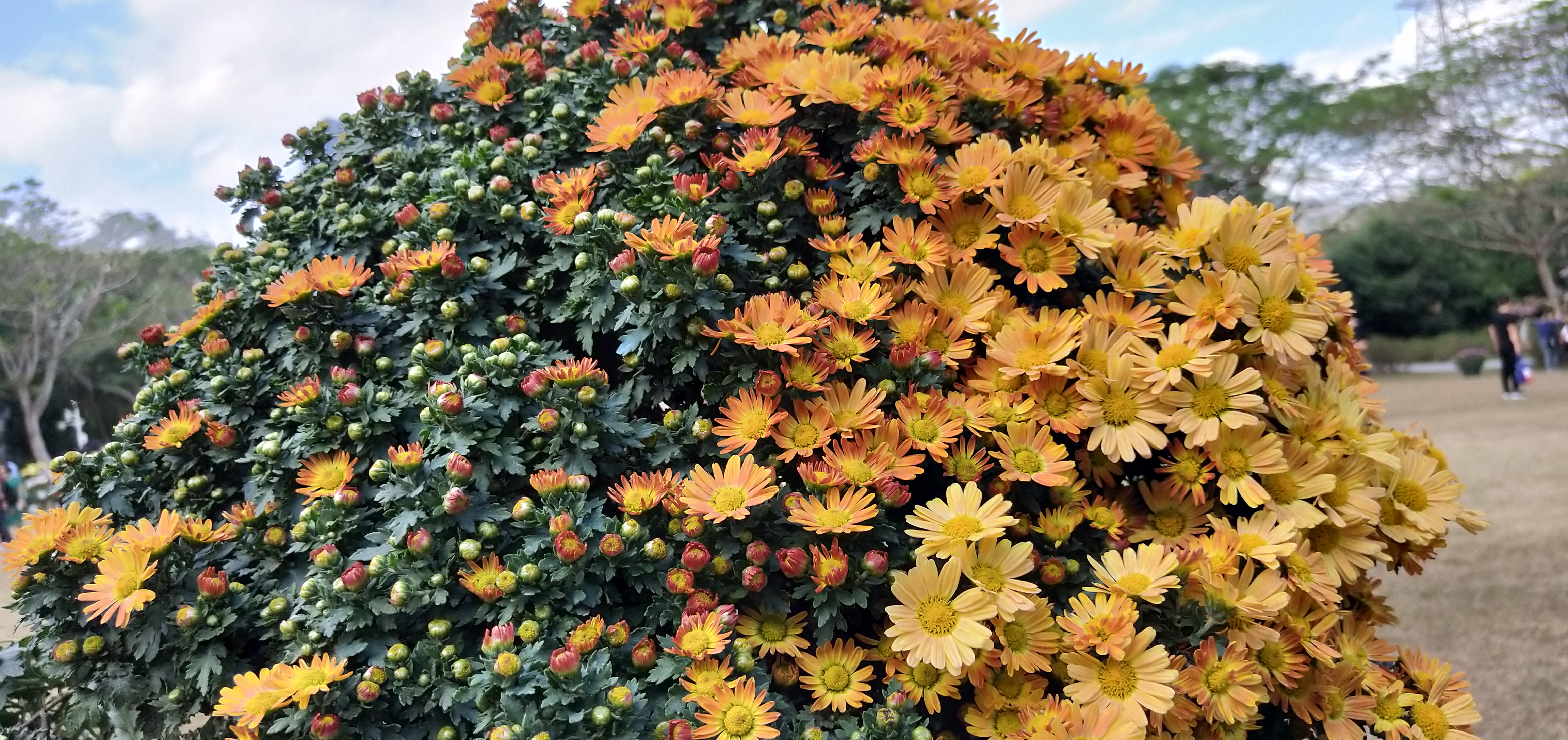 东湖公园菊花花展时间2021,深圳东湖荷节花展