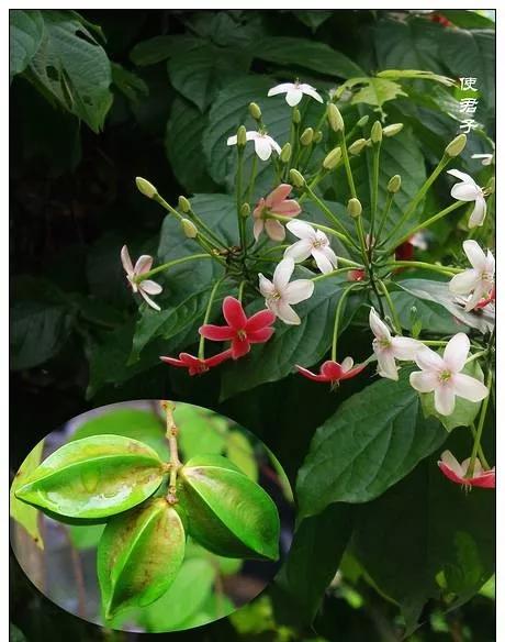 25种常见有毒的花草树木,警惕50种有毒植物