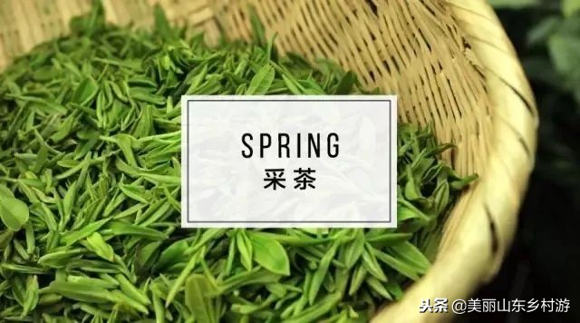 茶基地研学旅行,济南研学茶文化