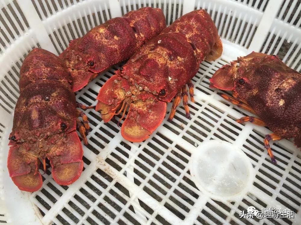 世界上的各种龙虾,世界上最大龙虾