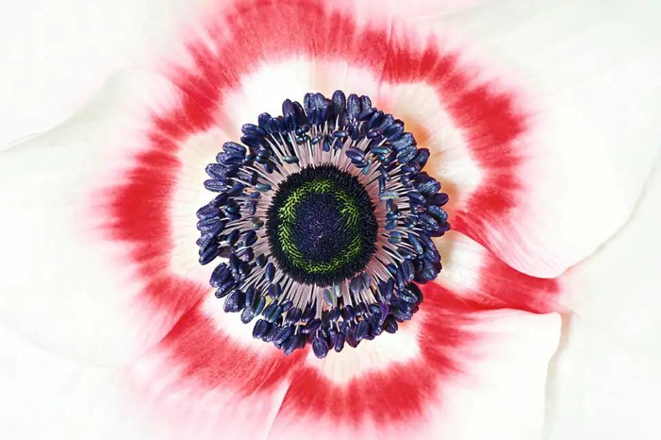 自然摄影入门,如何拍摄生态摄影