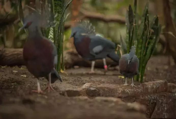 世界十大神奇动物,十大神奇动物园