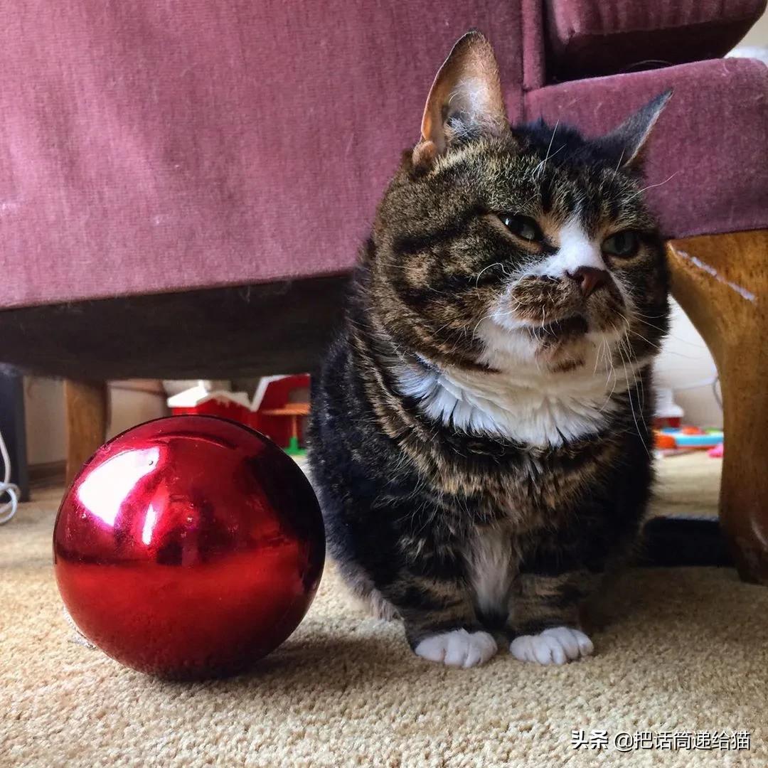 猫兄妹可爱视频,矮脚猫兄妹