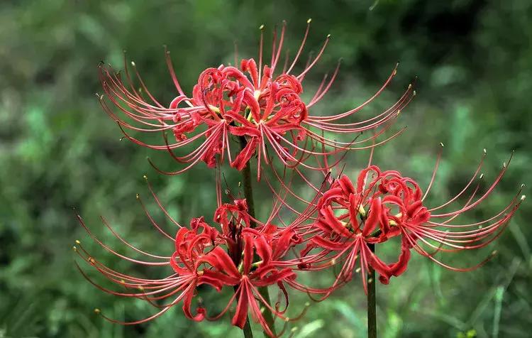 佛界的四大名花,佛前供花十种功德