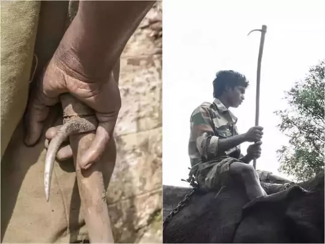 每个生命都值得被虐待,任何生命都不该被虐待