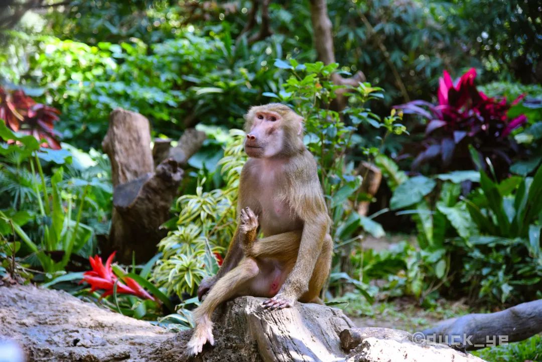 自驾长隆野生动物世界攻略,广州长隆野生动物世界旅游攻略