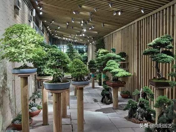 盆景应该怎么养才好看,盆景新手入门知识盆景的基本属性