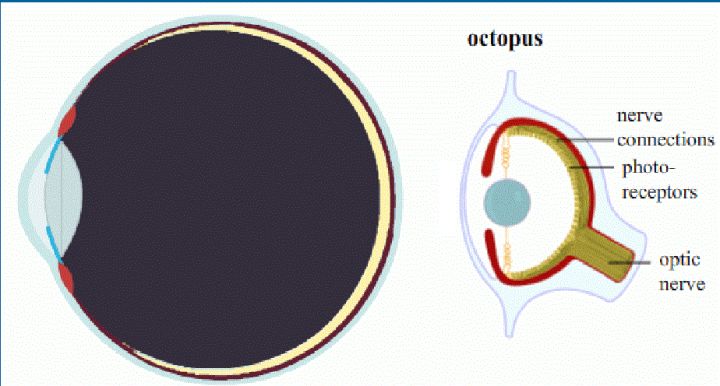 人类是真的经过设计的吗,大胆的推测