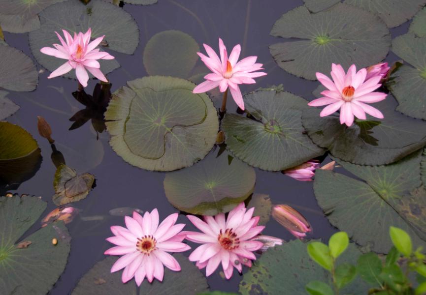 养睡莲的2种自制营养液,养睡莲用的土不混水