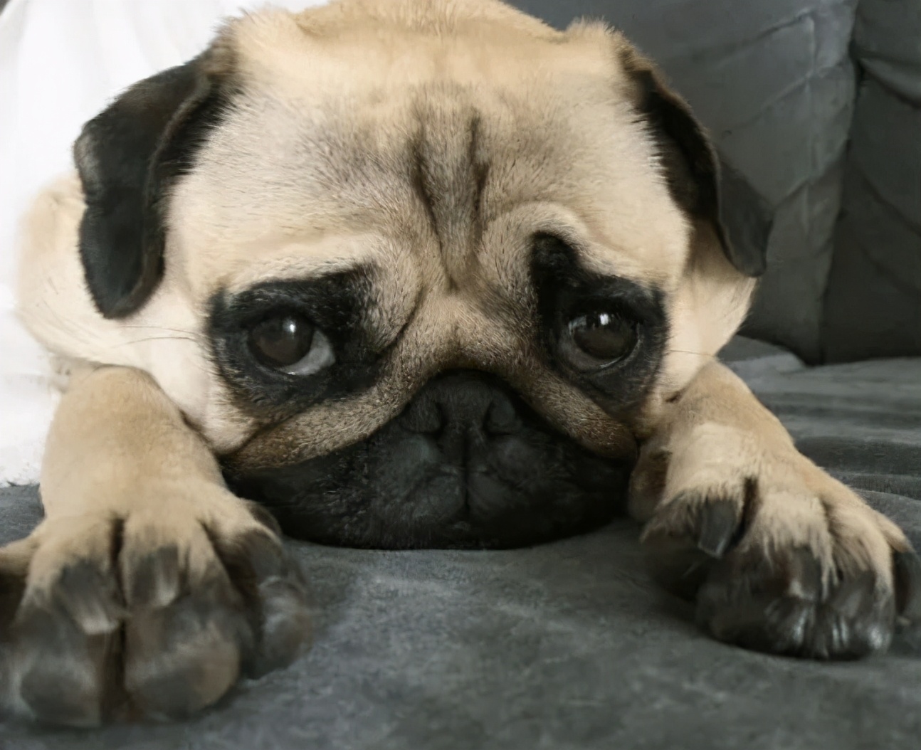 养巴哥犬的技术和喂养方法,怎么养巴哥没有体味