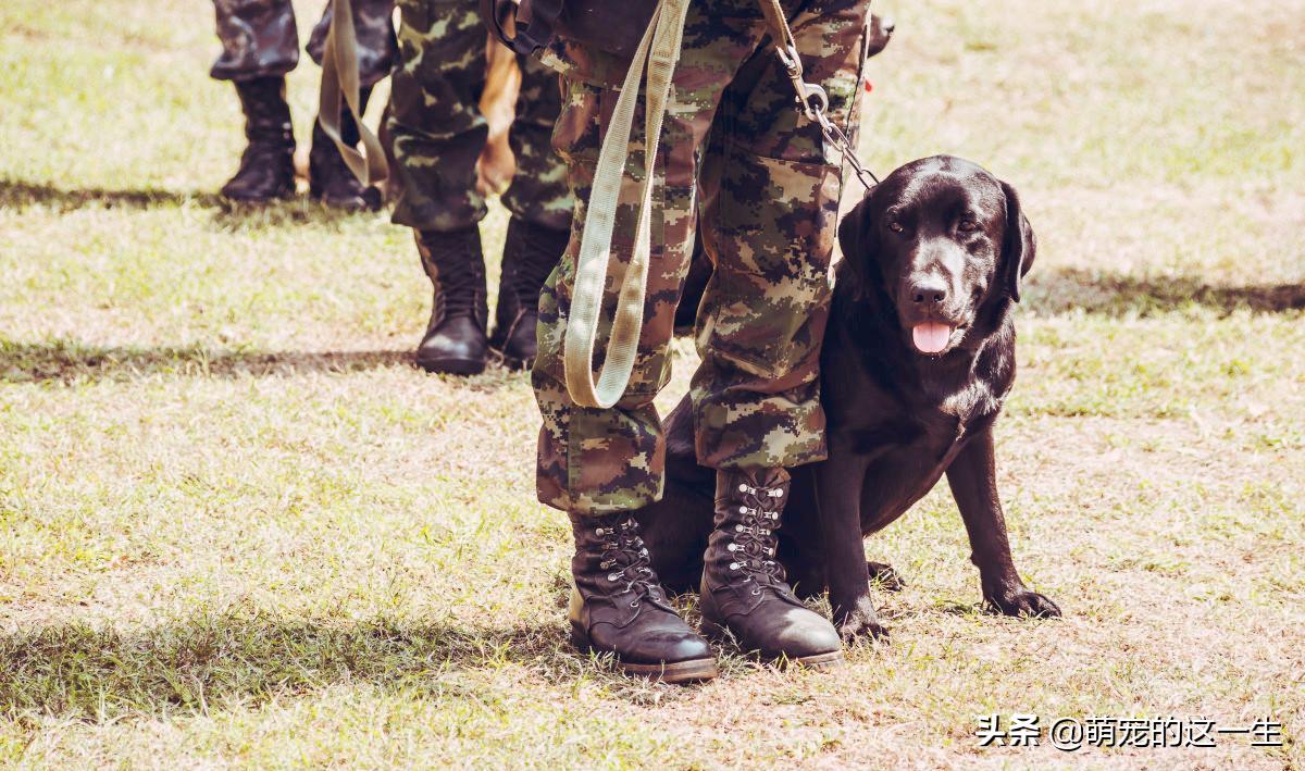 军犬退役后的出路,军犬退役怎么样才能养活