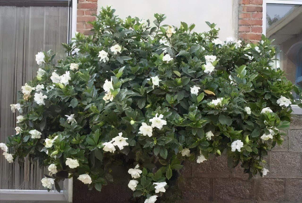 如何才能把栀子花养好,如何才可以把栀子花养好