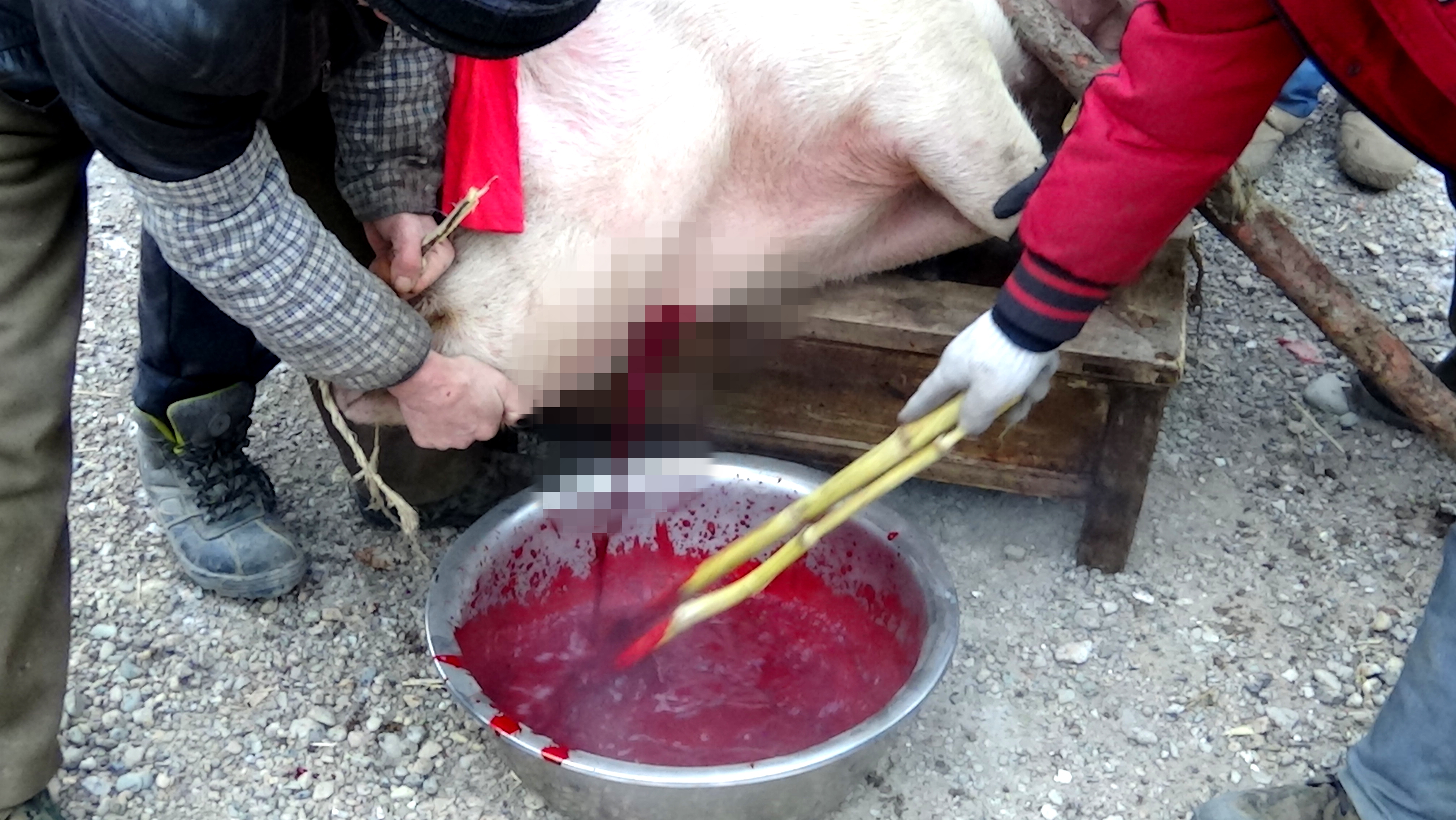 东北杀年猪来吃猪肉,老东北杀年猪