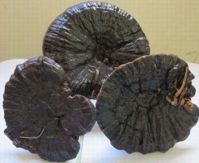 灵芝颜色图片大全,灵芝颜色黑的好还是黄的好