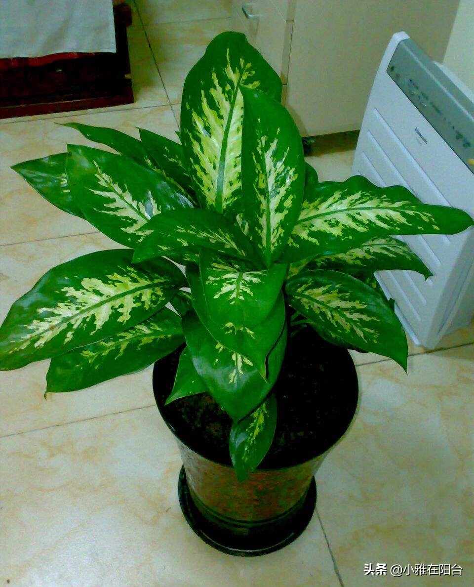 客厅养几盆绿萝最好,客厅养绿植养几棵最合适