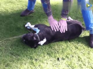 狗狗突然抽搐倒地怎么办,狗狗玩耍时受伤情绪低落