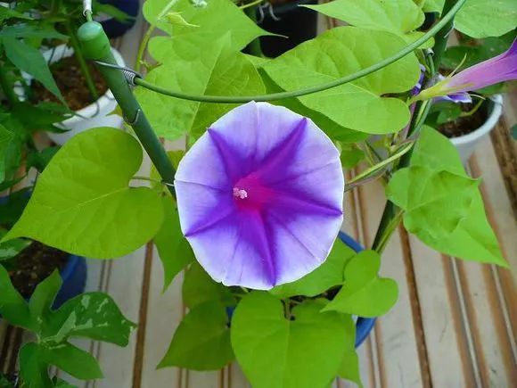 牵牛花到处游,牵牛花随便种