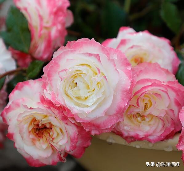 中国月季红色浓香,13种中国红月季让你美个爆