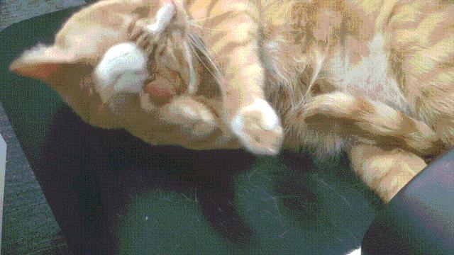 有关猫的谣言有哪些,关于猫的谣言