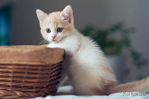 猫癣反反复复要怎么治疗好,猫癣反反复复好不了怎么办