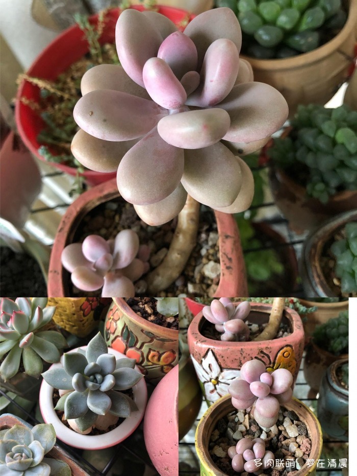 澶忚姳鏈夊摢浜涜姳,澶氳倝鏈夎姳鏈夋灉