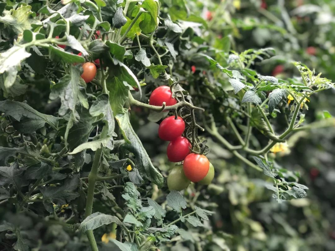 无土栽培和土壤种植技术研究所,农业无土栽培技术培训