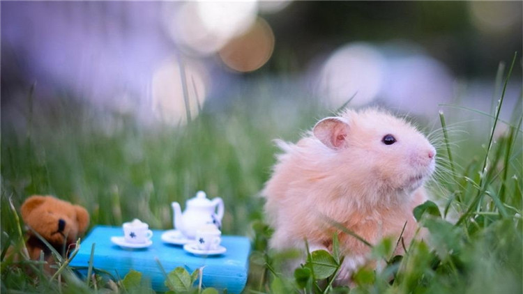 养仓鼠的注意事项和必备物品,饲养仓鼠的十大注意事项