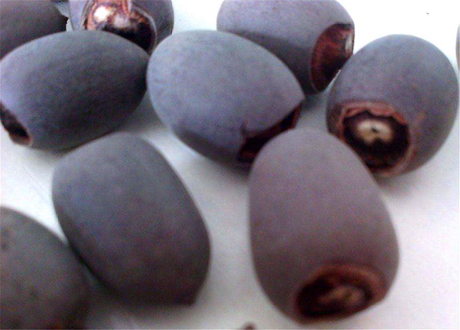 碗莲种子怎么养才能开花,碗莲种子种植全过程视频播放