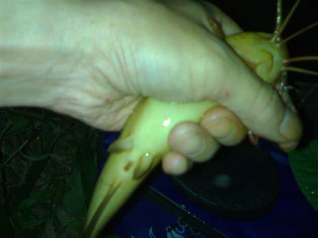 农村河沟里的塘角鱼,因其肉质细嫩,又非常好钓,深受人们喜爱