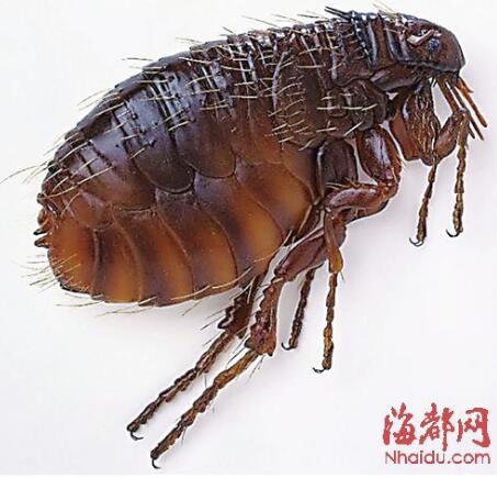 跳蚤和虱子对人体有害吗,跳蚤对猫狗有什么影响