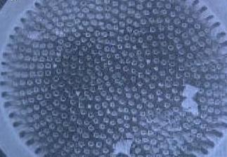 显微镜下的海洋生物,显微镜下的海洋