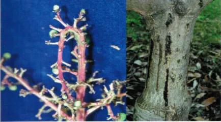 芒果补钙不能和什么元素混用,芒果中毒应该吃什么