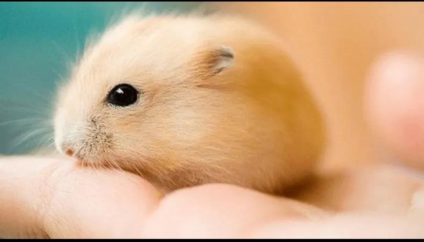 养仓鼠新手给仓鼠布置笼子,小学生养仓鼠新手入门必知